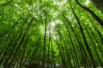 Obraz premium 美人林