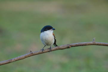 Burmese Shrike perching on a branch