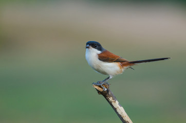 Burmese Shrike perching on a branch