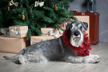 Dog. Miniature schnauzer on Christmas background