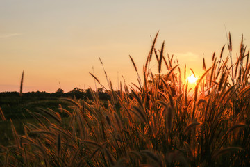 Fantastic sunset with grass flowers , silhouette of blow dried flowers and plants on a background sunset. Shallow depth of field ,back lit. Meadow feather soft light tone, Abstract meadow background