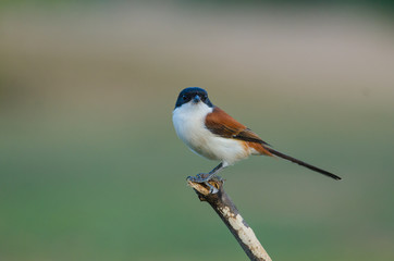 Burmese Shrike perching on a branch