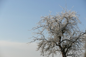 Obstbaum mit Raureif