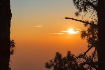 Fototapeta na wymiar sunrise in a pine tree forest
