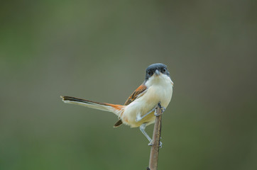 Burmese Shrike perching on a branch