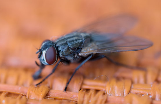 insect fly