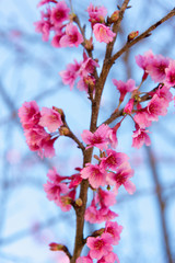 Soft focus Cherry Blossom or Sakura flower
