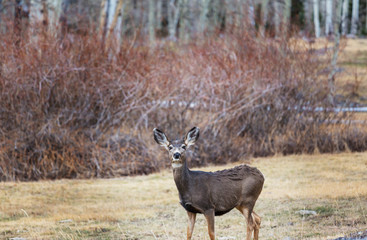 Deer