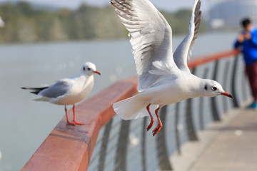 A sea bird standing on the railing