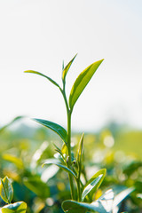 Green tea bud and leaves