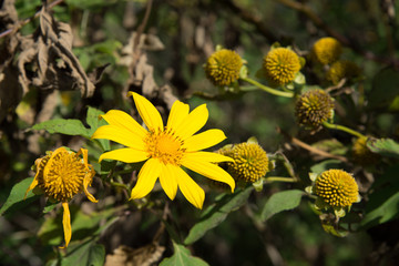 Mexican sunflower.