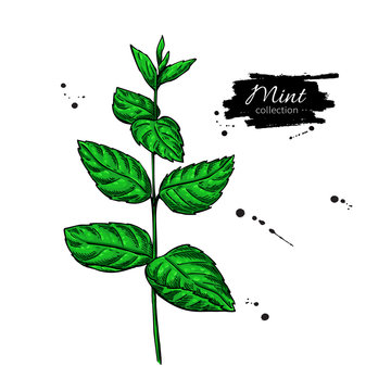 Mint vector drawing. Isolated plant and leaves. Herbal hand drawn
