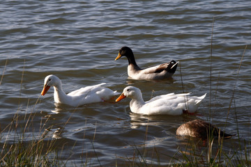 Los patos