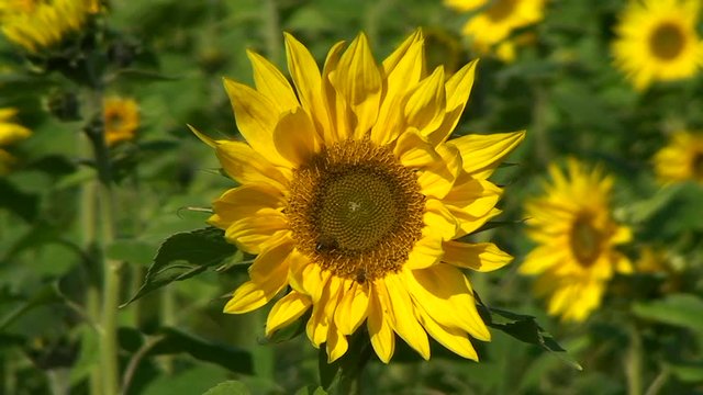 Leichte Bewegung der Sonnenblumen im Wind - sehr begehrt bei den Honigbienen