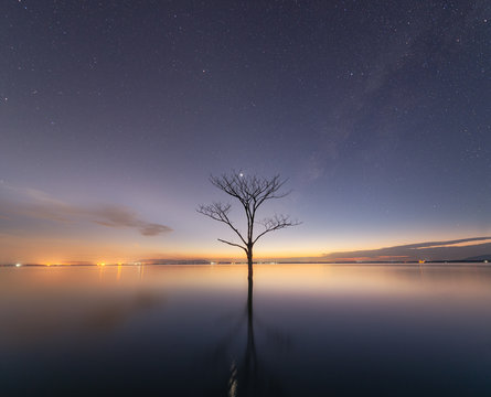 The tree on ocean at  the time nigh