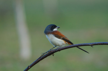 Burmese Shrike perching on a branch