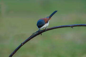 Burmese Shrike perching on a branch