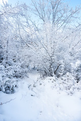 Winter landscape with snow covered forest