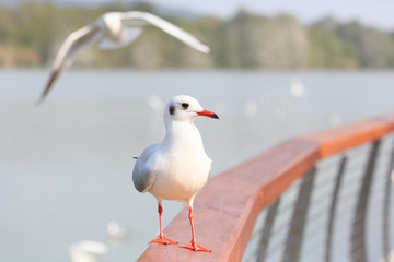 A sea bird standing on the railing