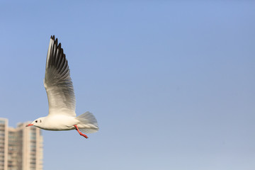 Obraz premium black-headed gulll flying in the sky