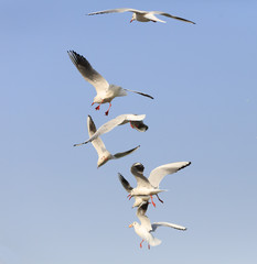 The black-headed Gull are   flying in the sky
