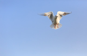 black-headed gulll  flying in the sky
