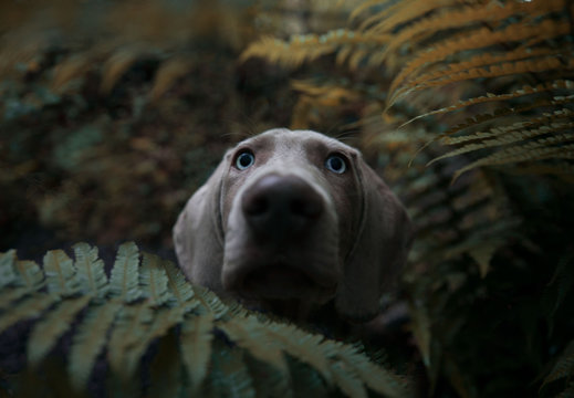 Weimaraner dog in forest