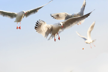 The black-headed Gull are   flying in the sky