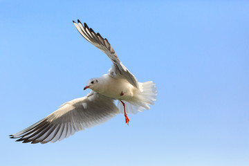 Fototapeta na wymiar black-headed gulll flying in the sky