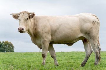 Naklejka na ściany i meble white cow in a meadow
