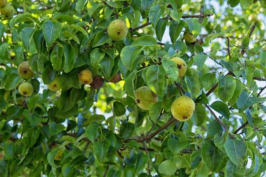 beautiful green apples on a tree