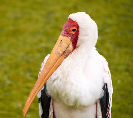 marabu stork with long beak
