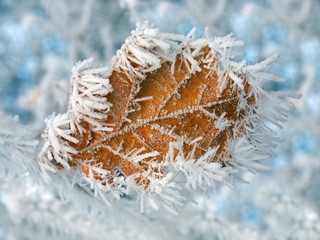 Gefrorenes Blatt im Winter