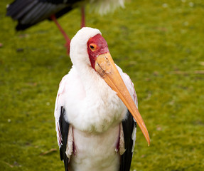 marabu stork with long beak and red face