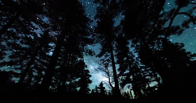 Night Sky Seen through Sequoia Trees.. Footage from Sierra Nevada Mountains, California.