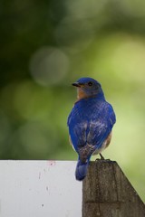 Bluebird