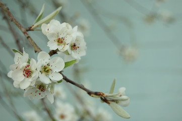 Blüten der Weidenblättrigen Birne