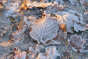 Frozen leaves on ground lit by low sunlight.