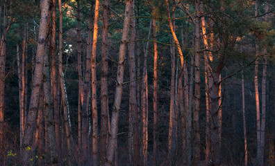 Trunks in pine forest lit by low sunlight.