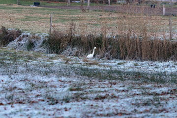 Alert egret sitting at the edge of ditch in winter rural landsca