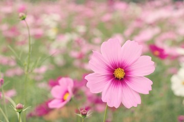 Cosmos flowers at beautiful in the garden.