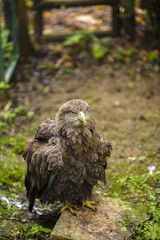 majestic golden eagle in captivity at the zoo