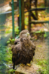 majestic golden eagle in captivity at the zoo