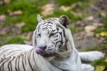 Fototapeta na wymiar Rare Black and White Striped Adult Tiger