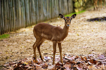 beautiful Roe deer in zoo
