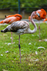 Portrait of a pink flamingo in a profile.