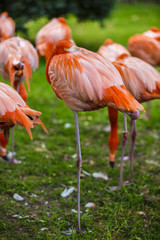 Portrait of a pink flamingo in a profile.
