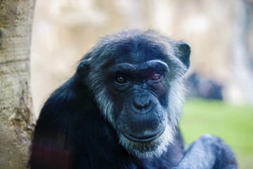 expressive image whit chimpanzee monkey at zoo