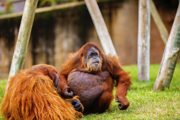 Naklejka premium Orangutan in zoo.