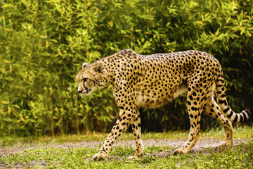 beautiful cheetah (Acinonyx jubatus) in her natural habitat